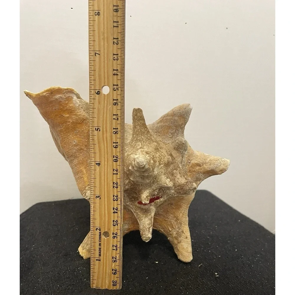 Vintage Natural Large Pink Queen Conch Sea Shell Nautical Ocean Beach Home Decor